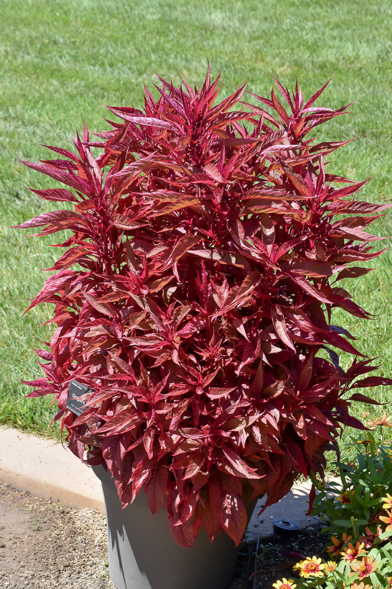 dragon's breath potted plant Celosia, Dragon's Breath