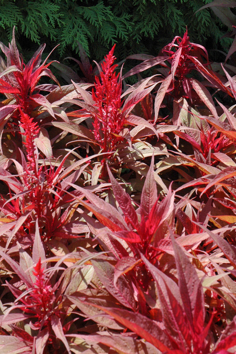 Celosia, Dragon's Breath