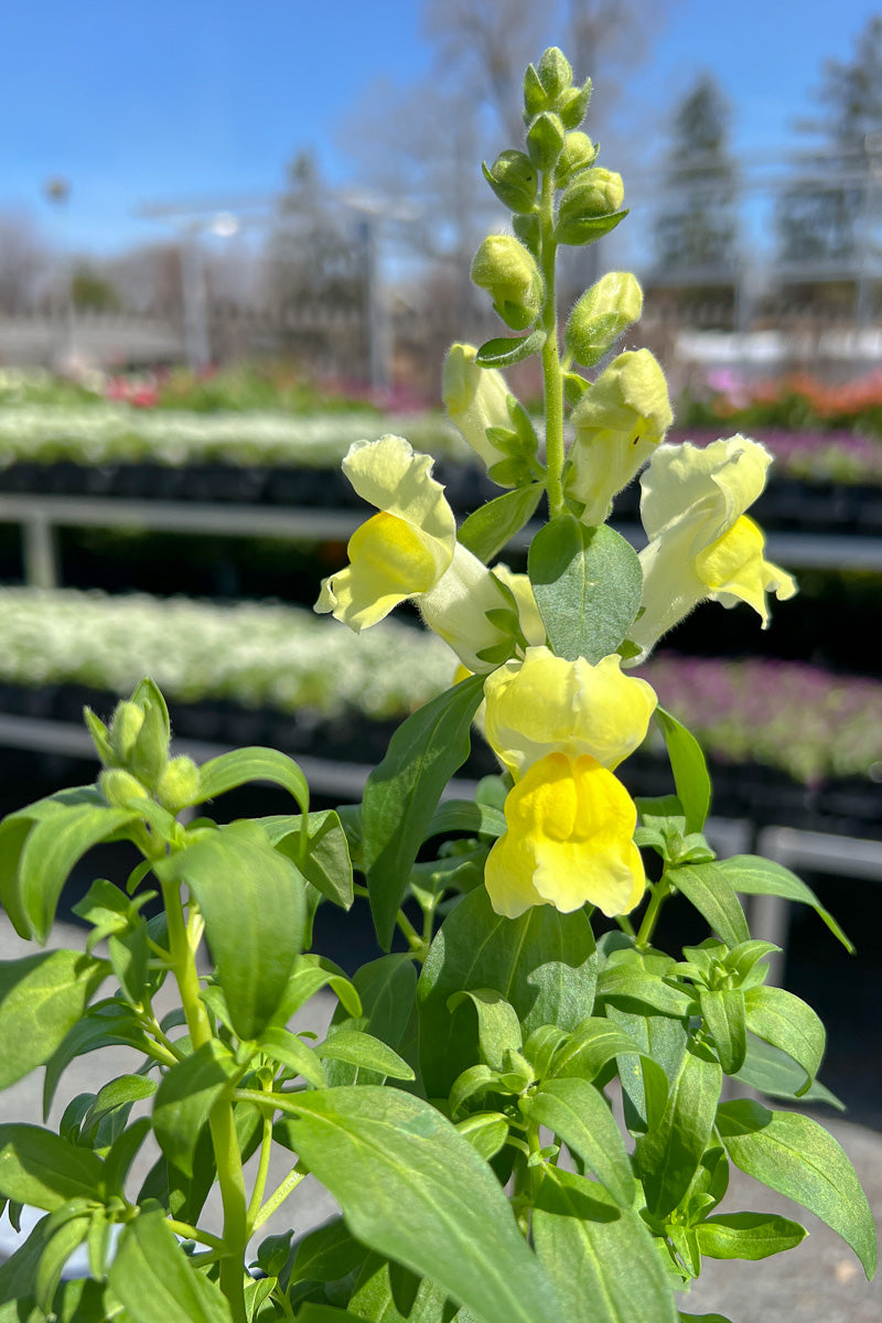 Snapdragon, Liberty Classic Yellow