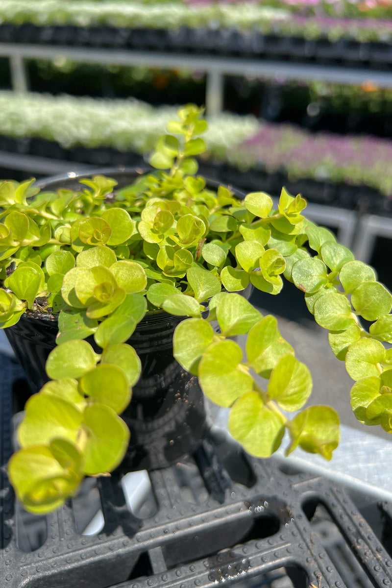 Lysimachia, Creeping Jenny Golden