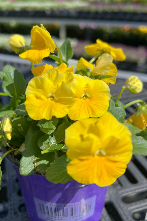 Viola, Colormax Clear Yellow