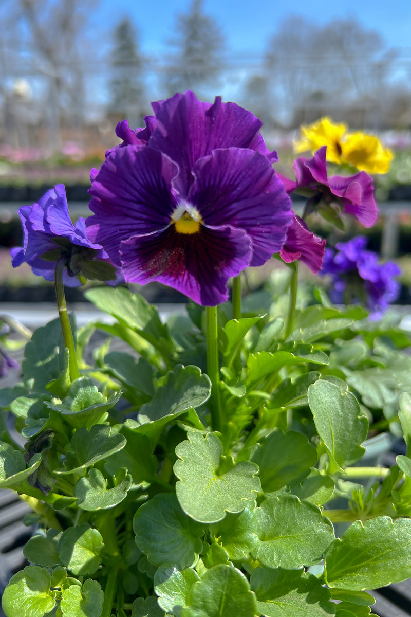 Pansy, Frizzle Sizzle Mixed