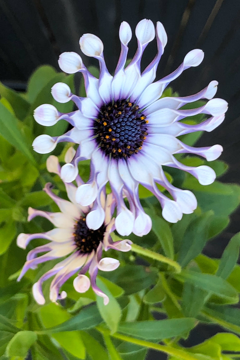 Osteospermum Spider White F