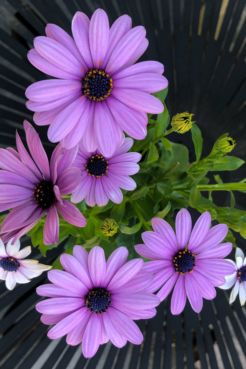 Osteospermum Marg Lilac
