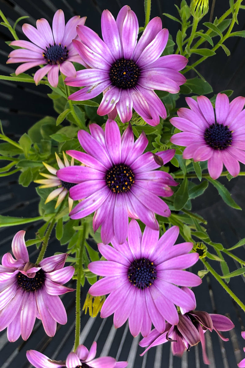 Osteospermum, Margarita Dark Pink