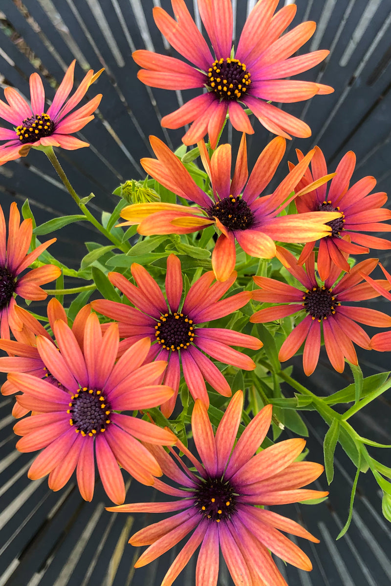 Osteospermum, Serenity Bronze