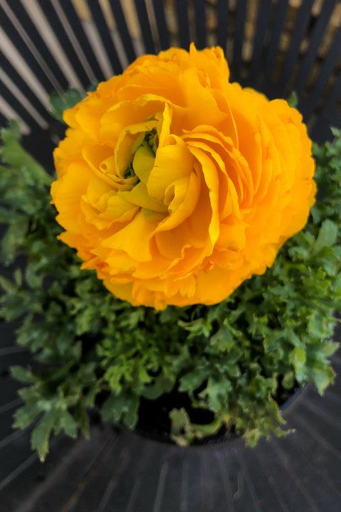 Ranunculus, Yellow