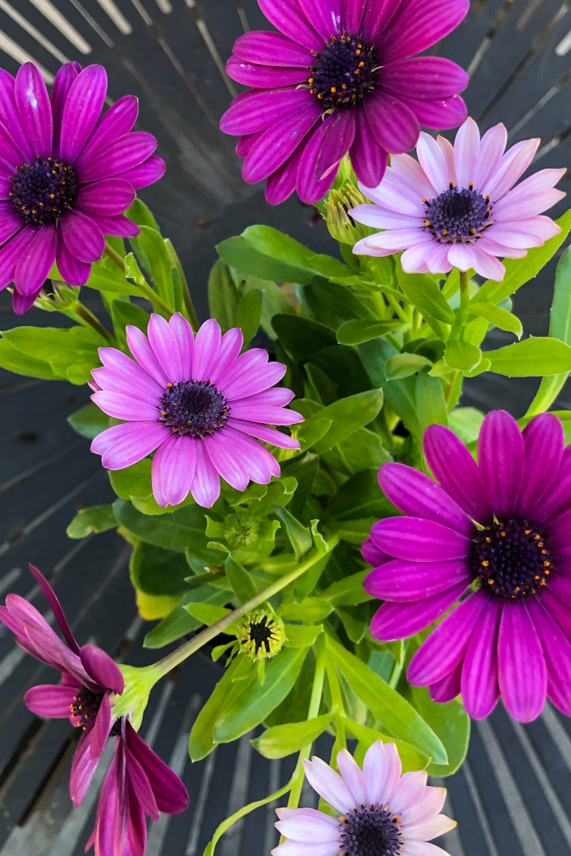 Osteospermum, Margarita Purple