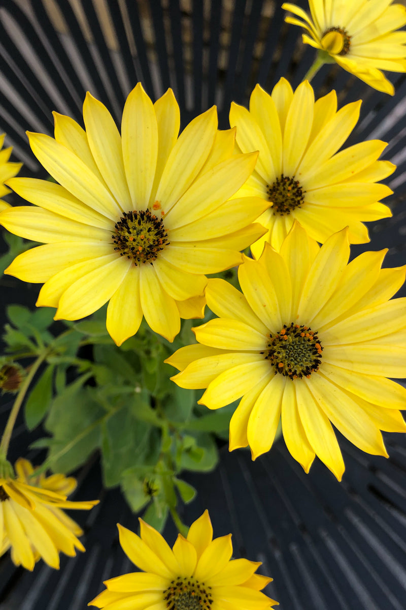 Osteospermum, Yellow