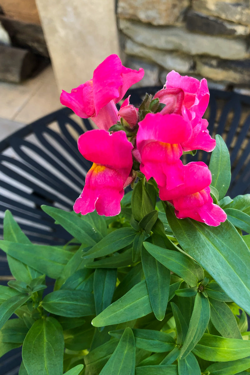 Snapdragon Snapshot Rose