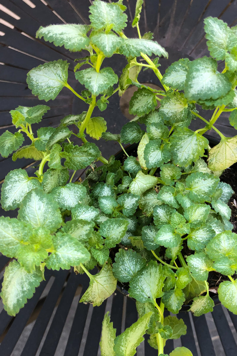 Lamium, Pink Pewter