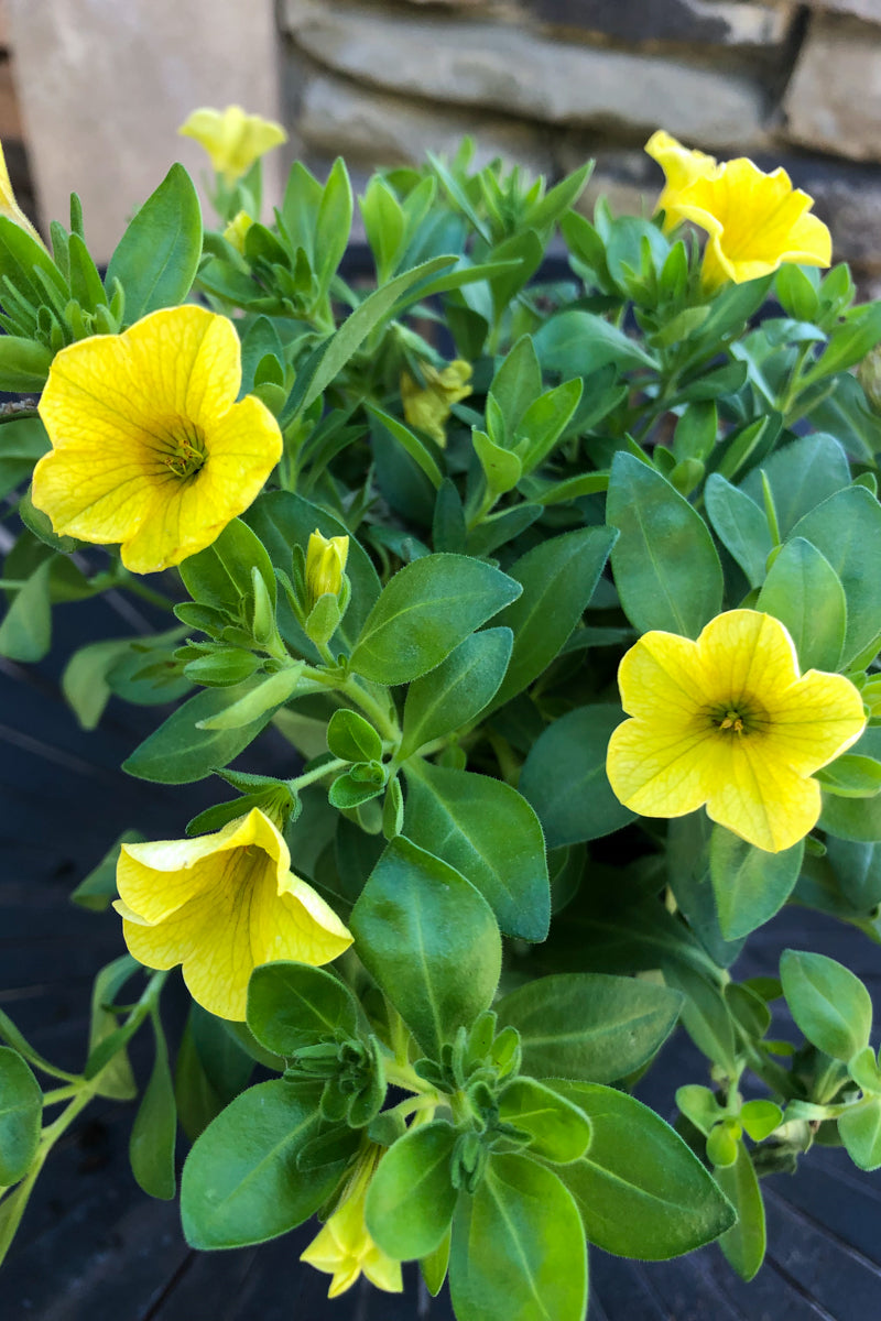 Calibrachoa, Mini Famous Uno Yellow