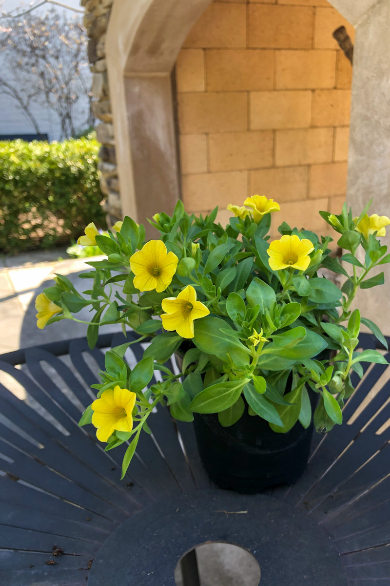 Calibrachoa, Mini Famous Uno Yellow