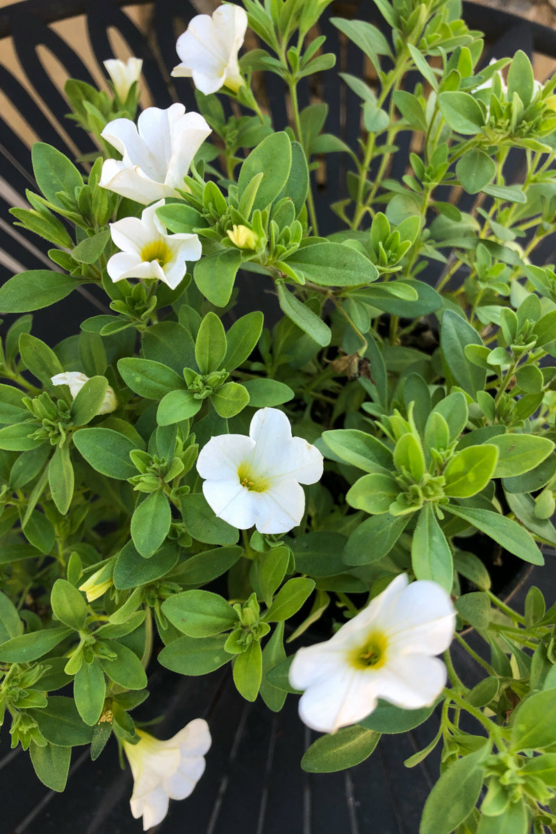 Calibrachoa White