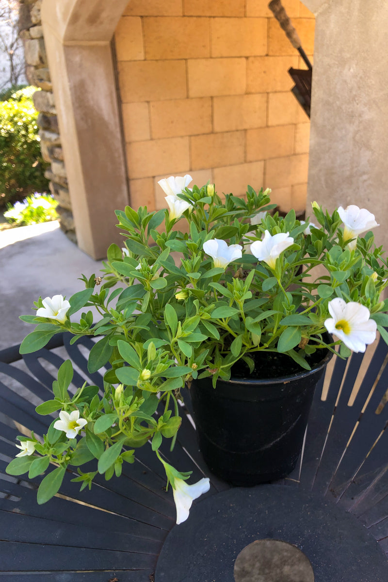 Calibrachoa White