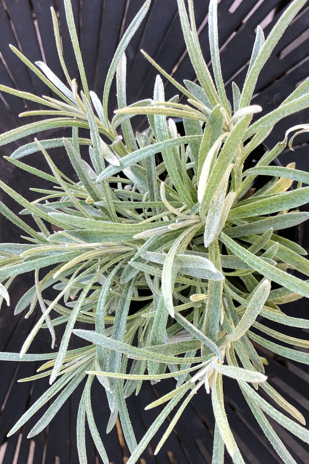 Helichrysum Icicles