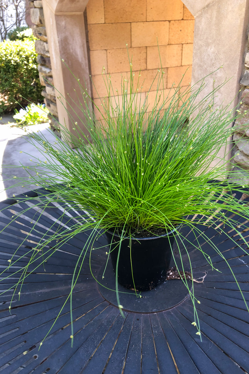 Fiber Optic Grass