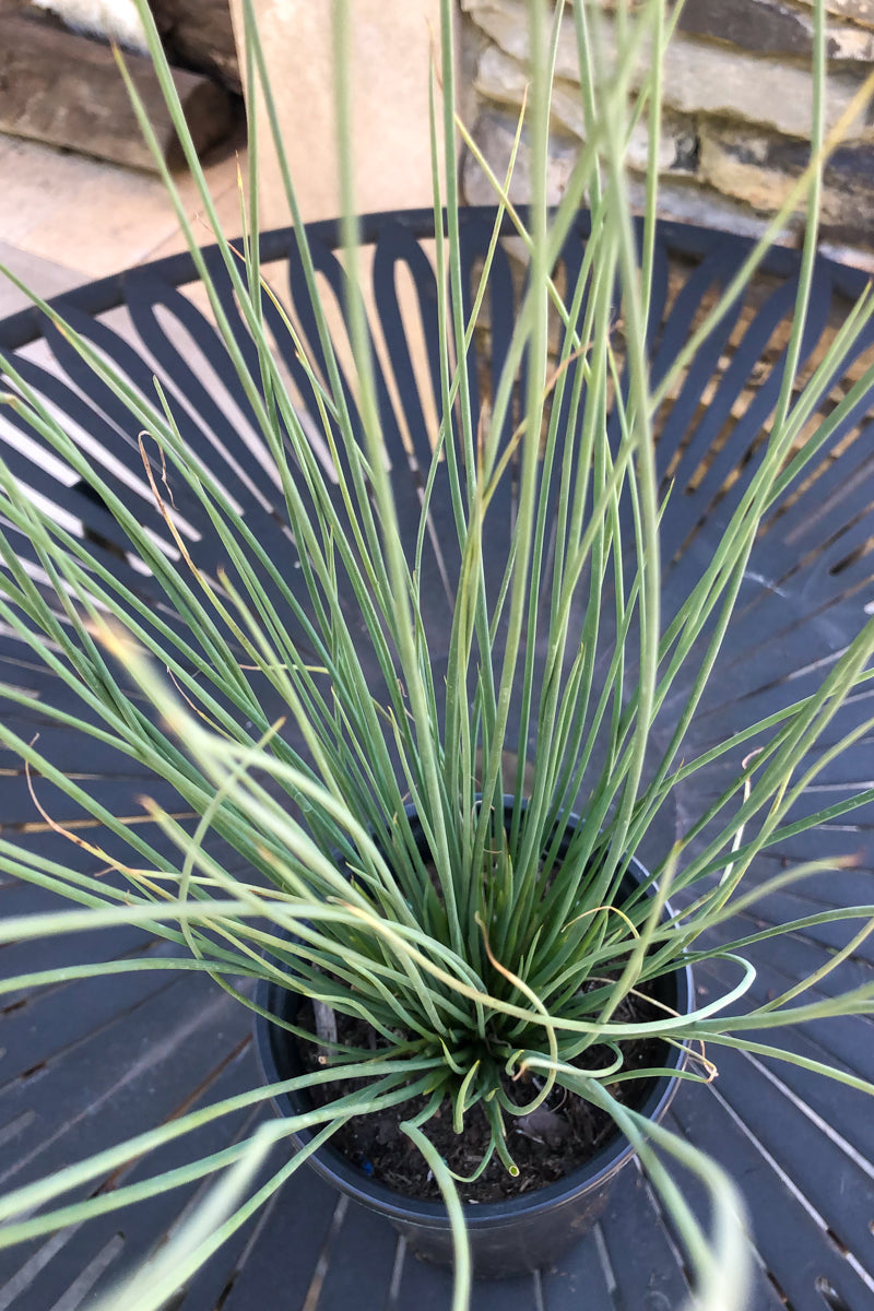 Juncus Blue Arrow