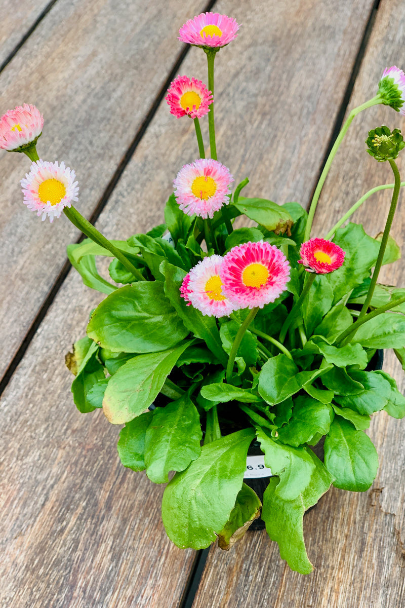 Begonia, Bellisima Red