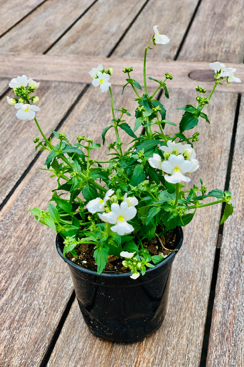 Nemesia White