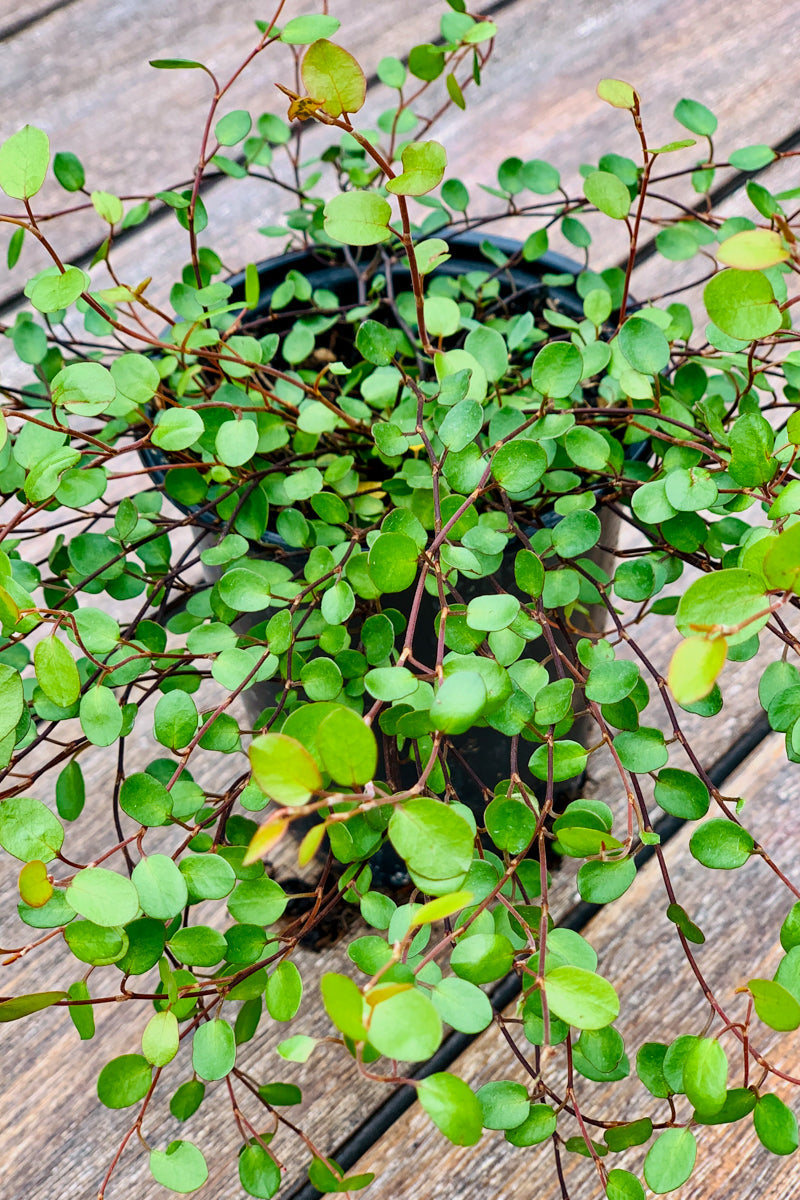 Muehlenbeckia Creep Wv