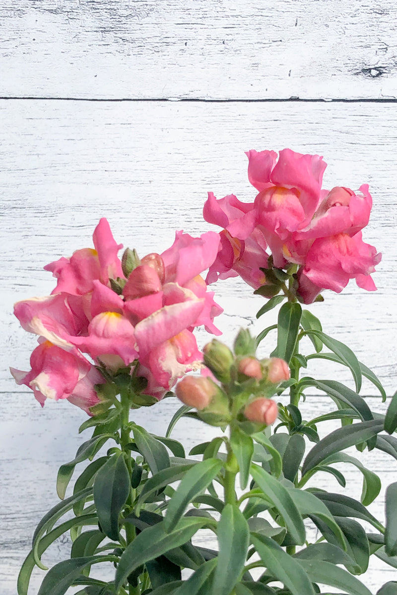 Snapdragon, Snapshot Pink