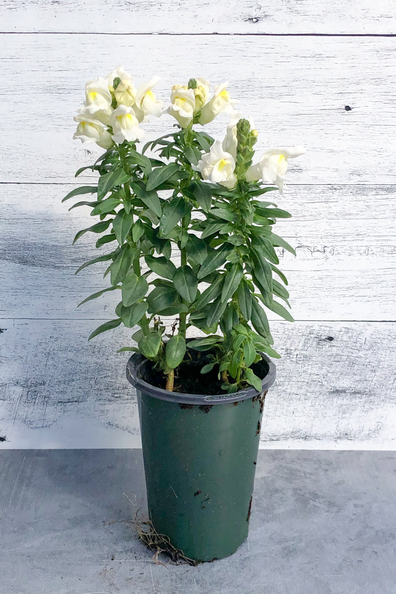 snapdragon potted plant Snapdragon, Snapshot White – Chalet