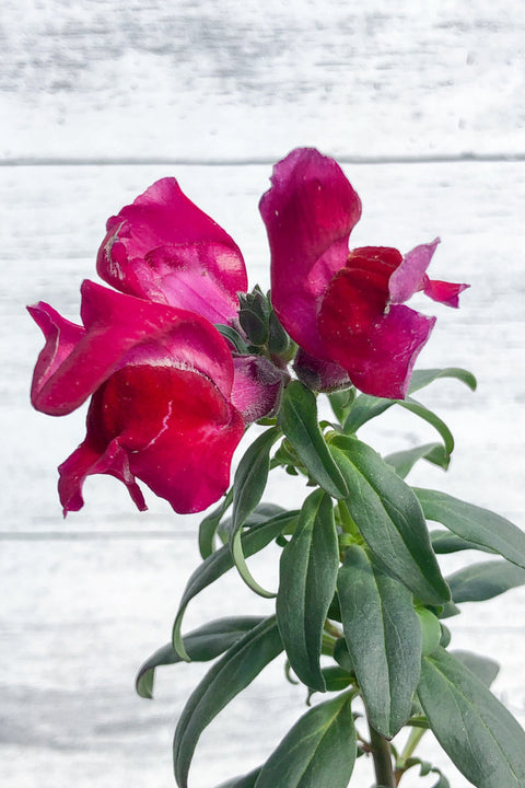 Snapdragon, Liberty Crimson