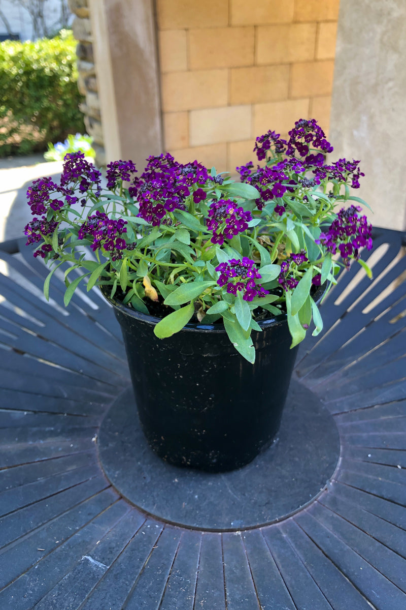 Alyssum, Easter Bonnet Violet