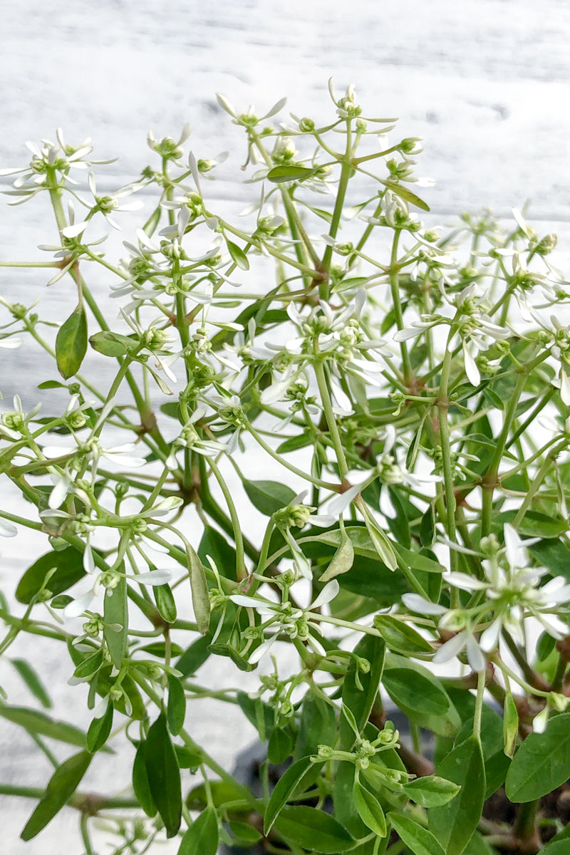 Spurge, Diamond Frost