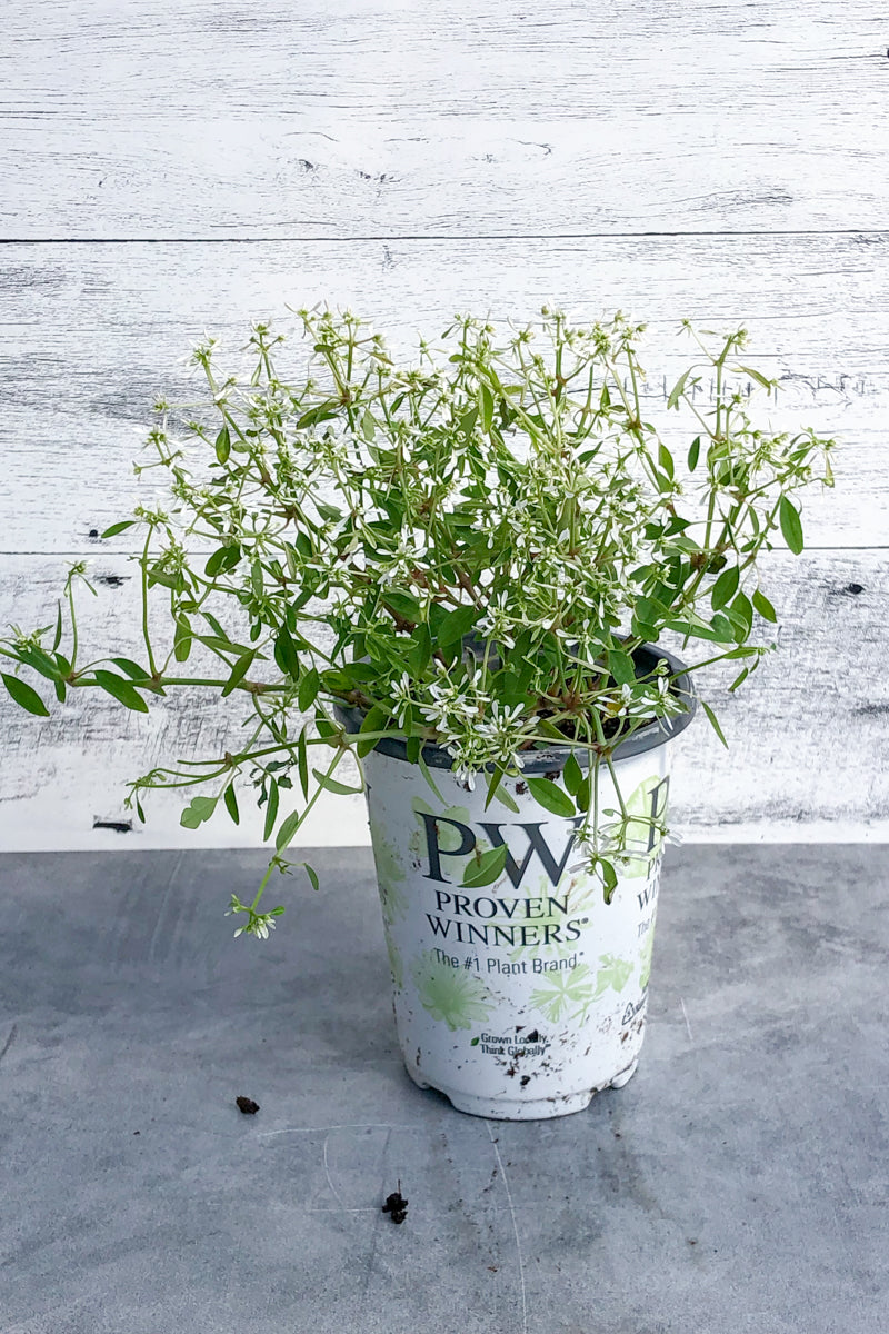 Spurge, Diamond Frost