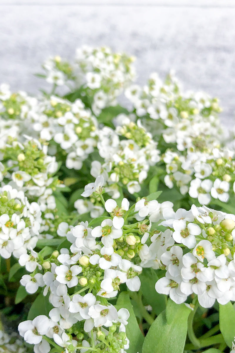 Lobularia, Easy Breezy White