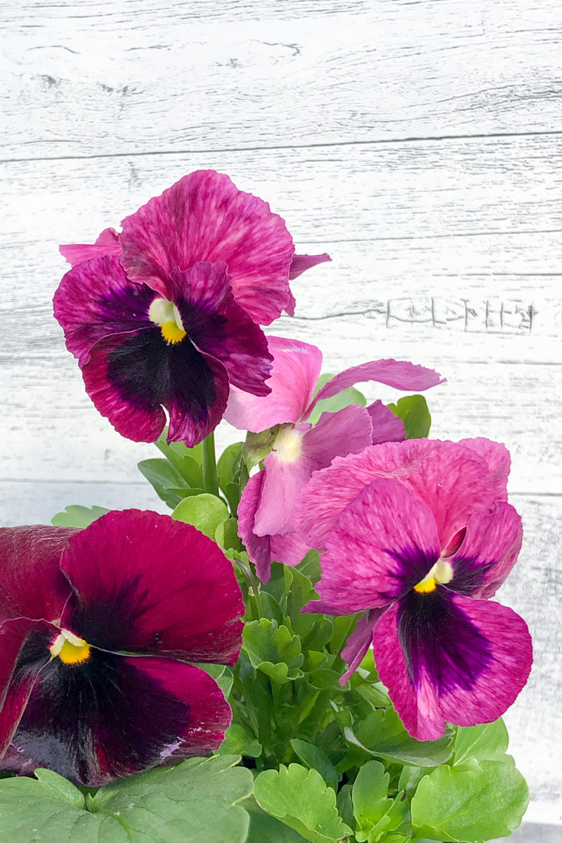 Pansy, Pink Shades 12" Bowl