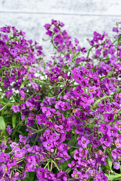 Alyssum, Purple