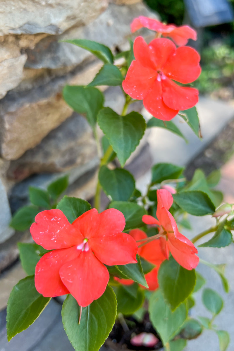Impatiens Beacon Salmon