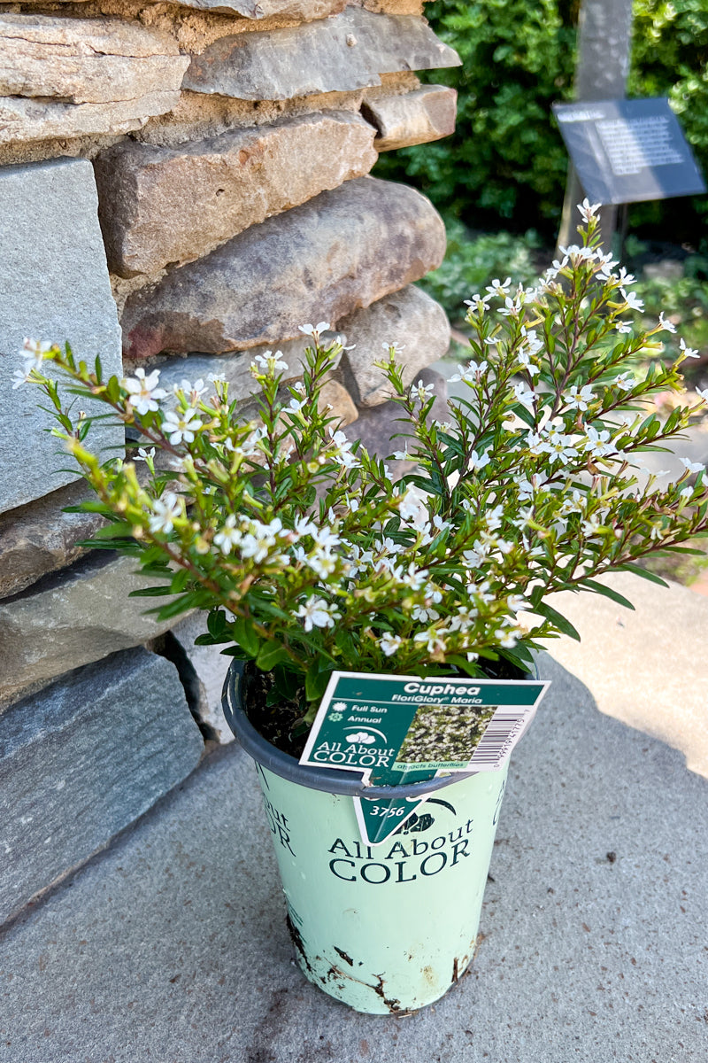 Cuphea, FloriGlory Maria White 4"