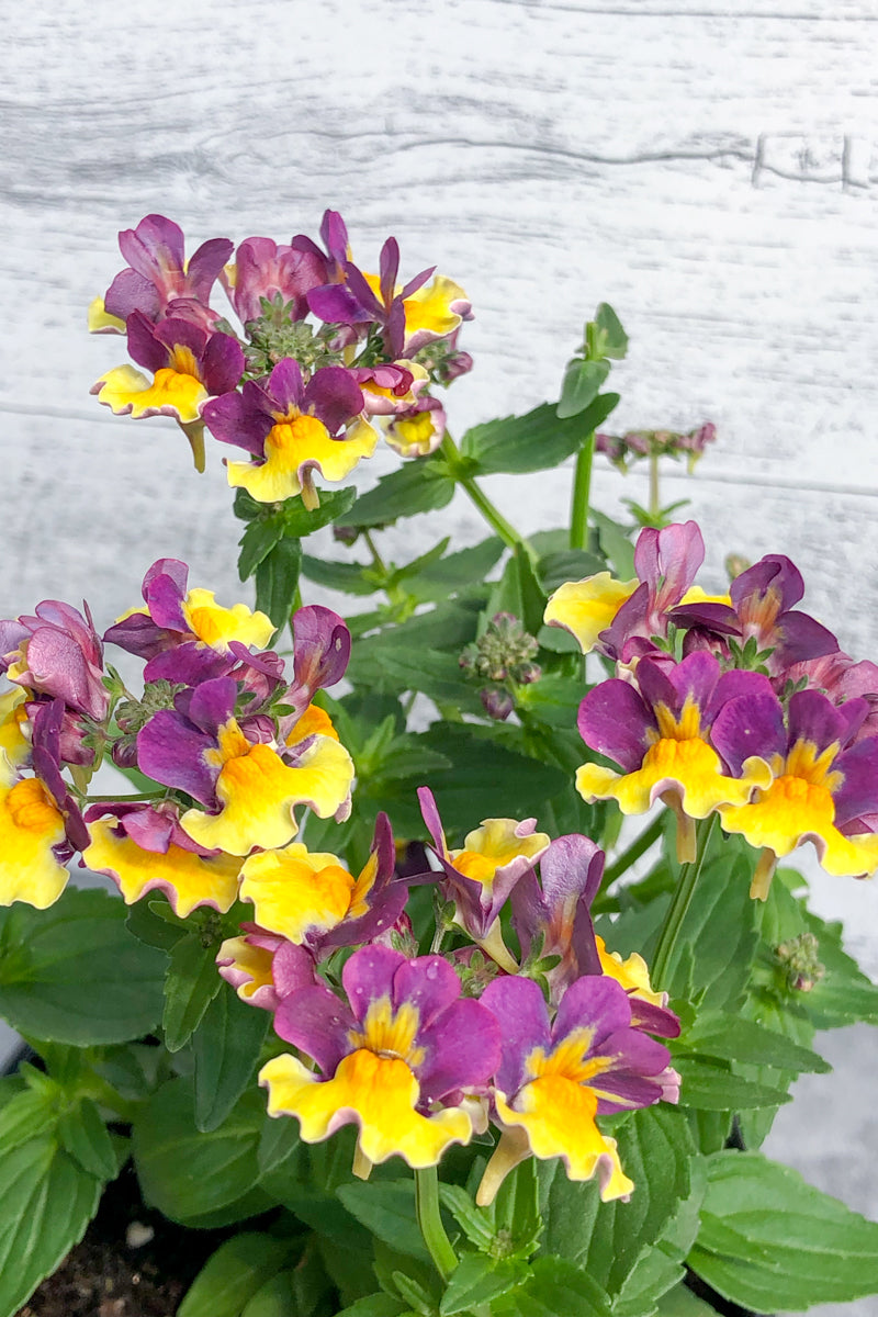 Nemesia Sunglow Bicolor