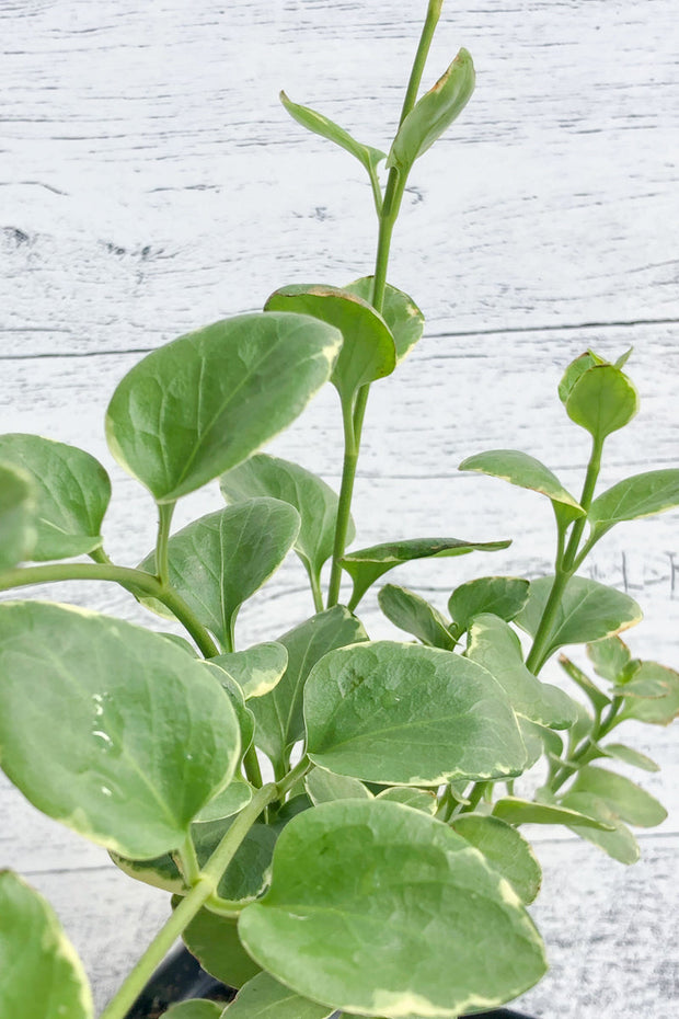 Vinca, Vine Variegated