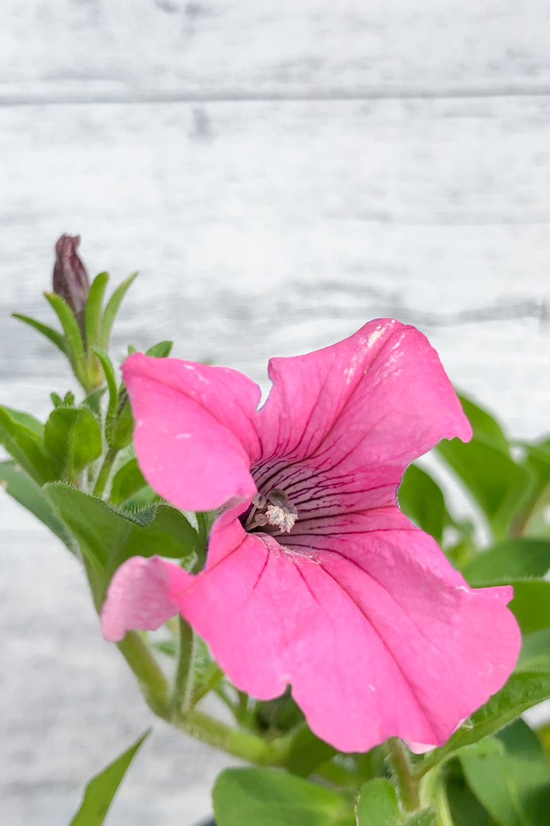 Petunia, Supertun Bubblegum