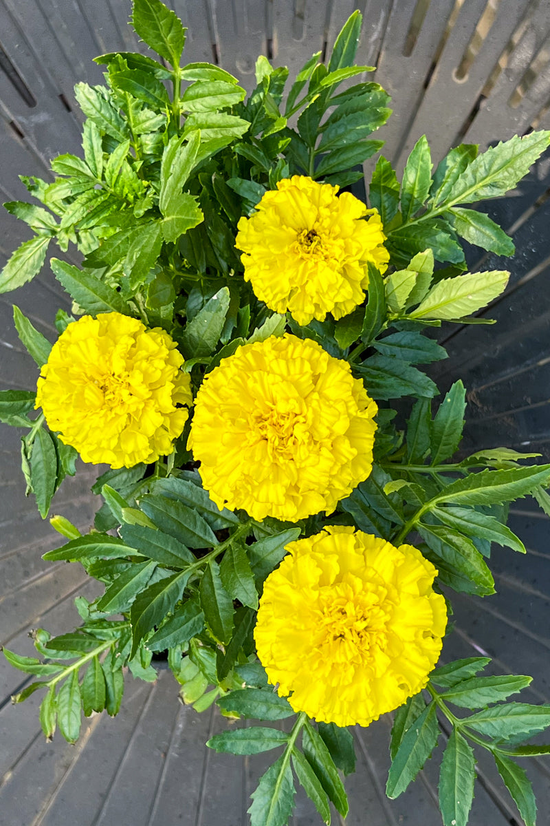 Marigold Dwarf Yellow