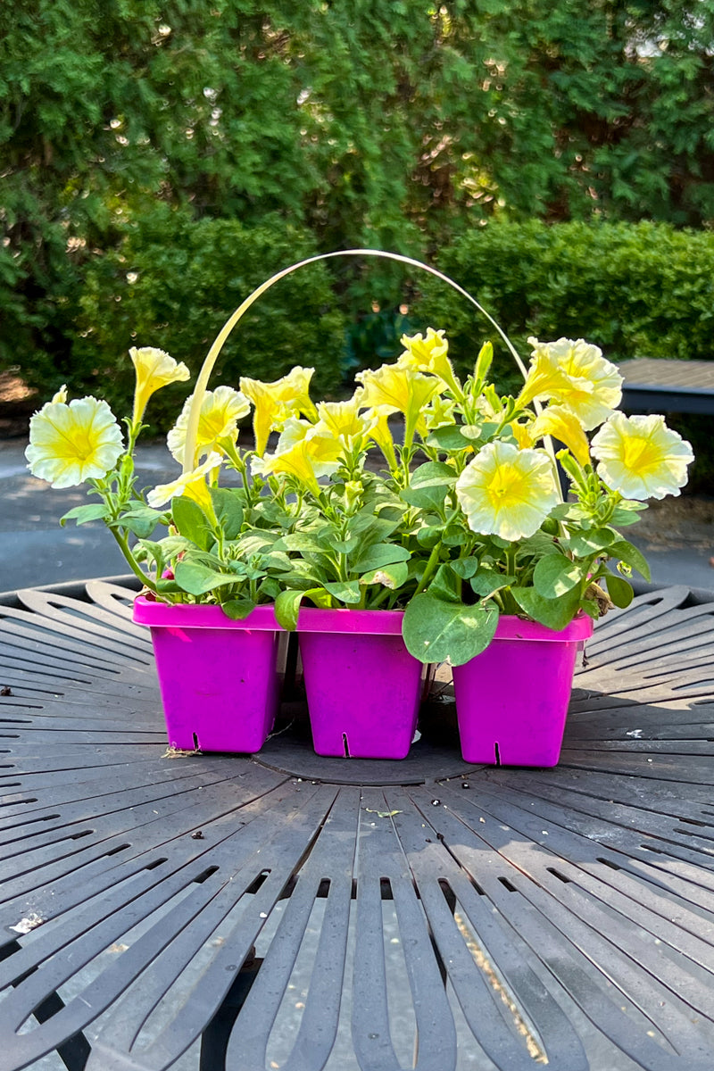 Petunia, Yellow