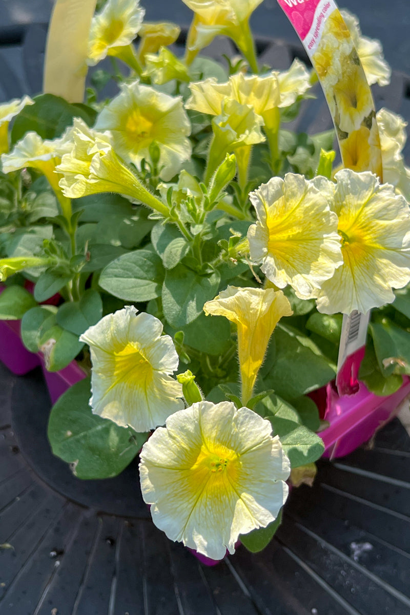 Petunia, Yellow