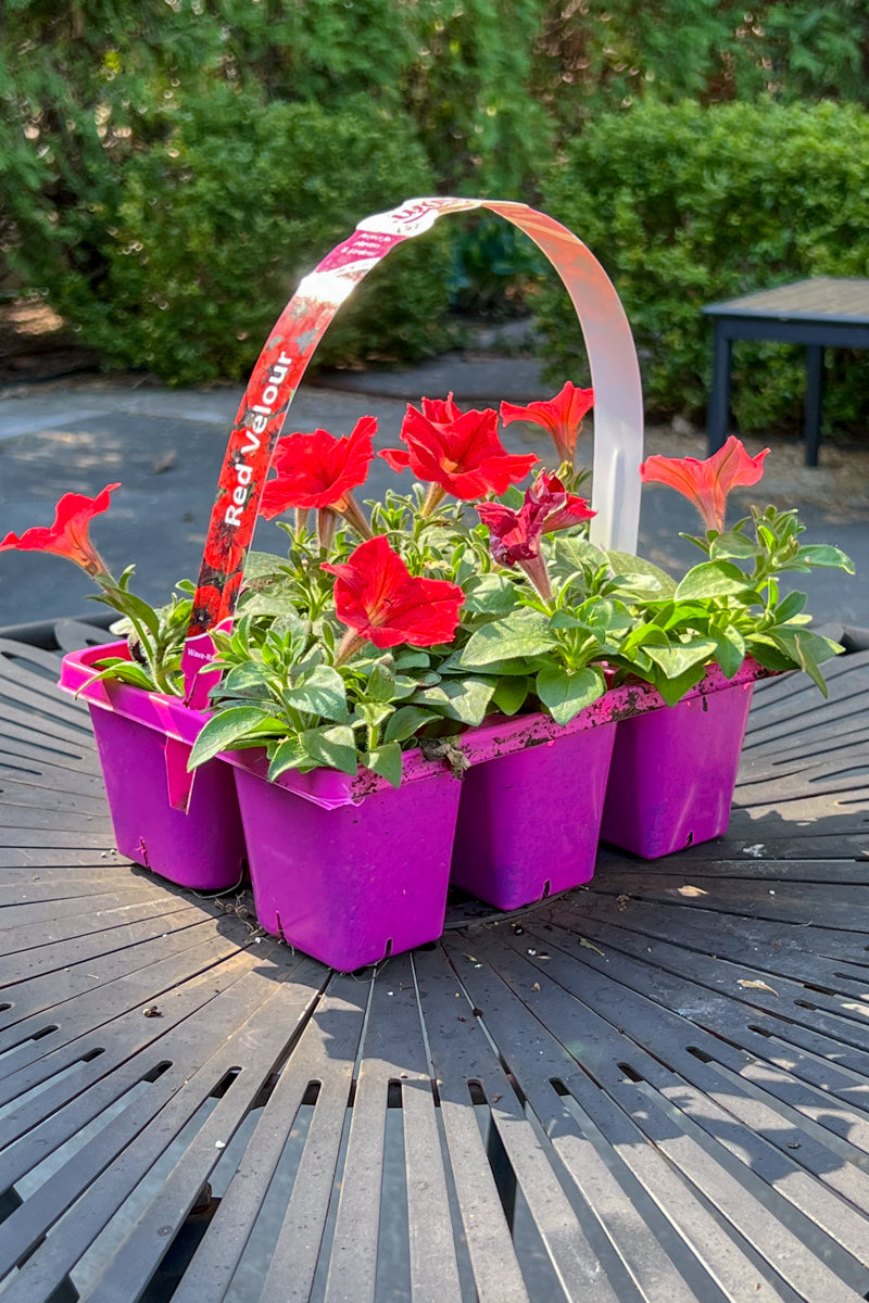 Petunia, Easy Wave Red Velour 306 Flat