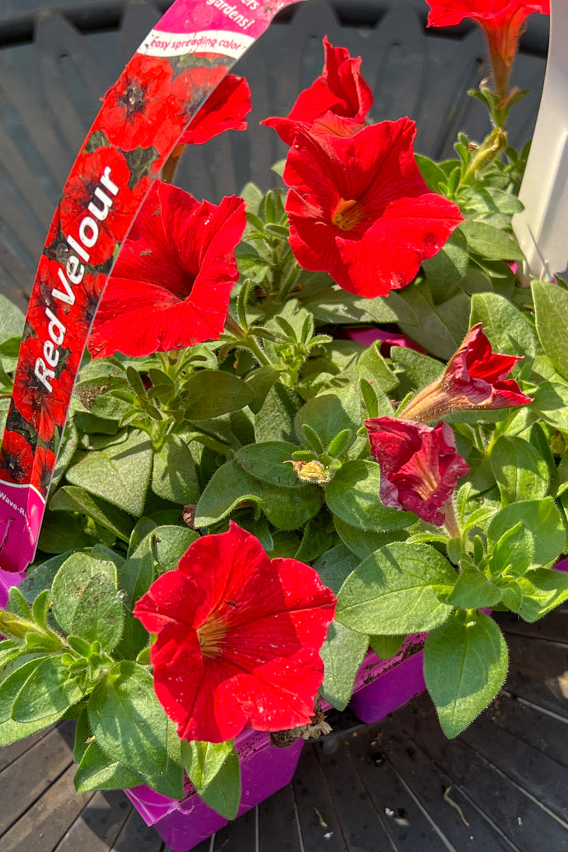 Petunia, Easy Wave Red Velour 306 Flat