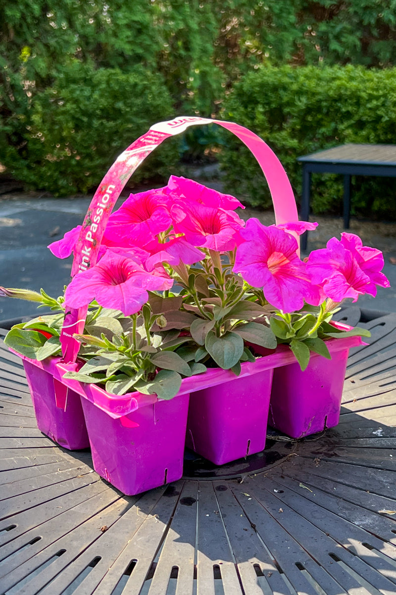 Petunia, Wave Pink Passion