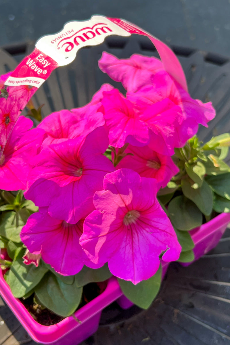 Petunia, Wave Pink Passion
