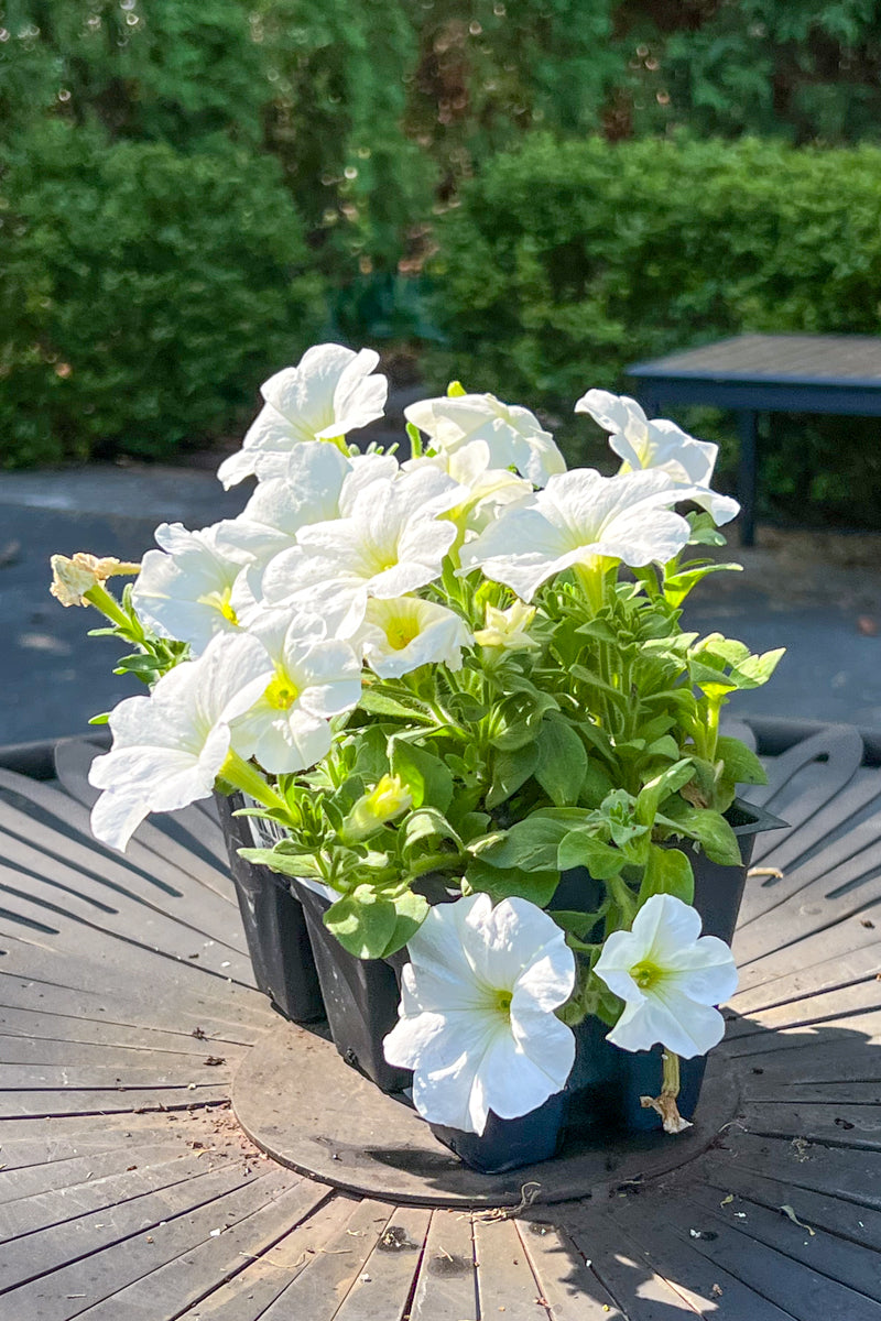 Petunia, White