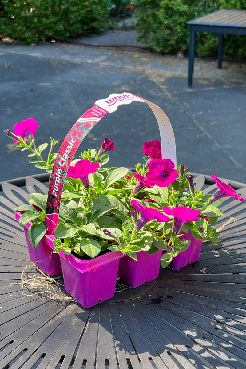 Petunia, Wave Purple