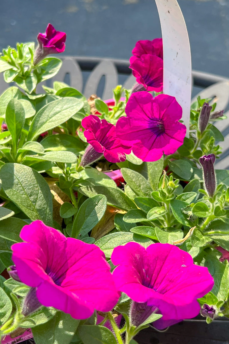 Petunia, Wave Purple