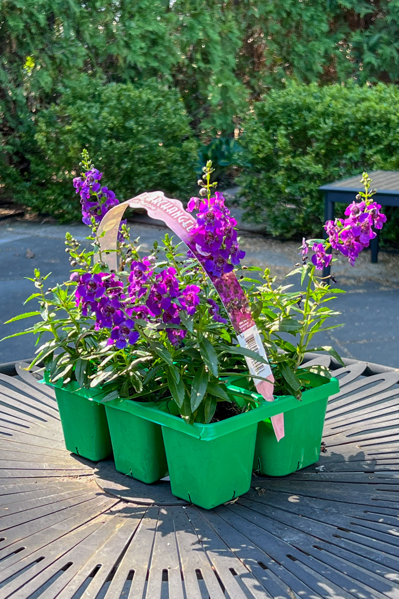 Angelonia, Purple Flat